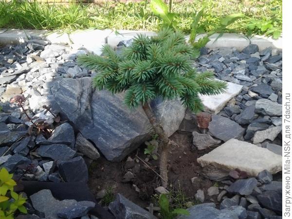 Это она в сентябре 2019... Уже попрямее стала и макушка попушистее