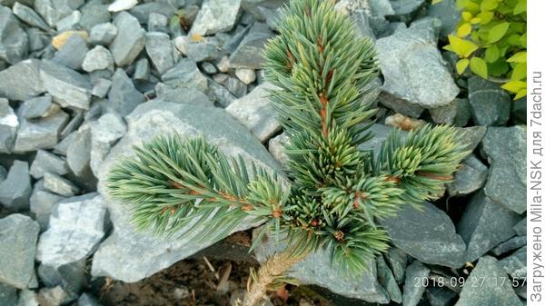 Это она в сентябре 2018. Удалиа все засохшие веточки
