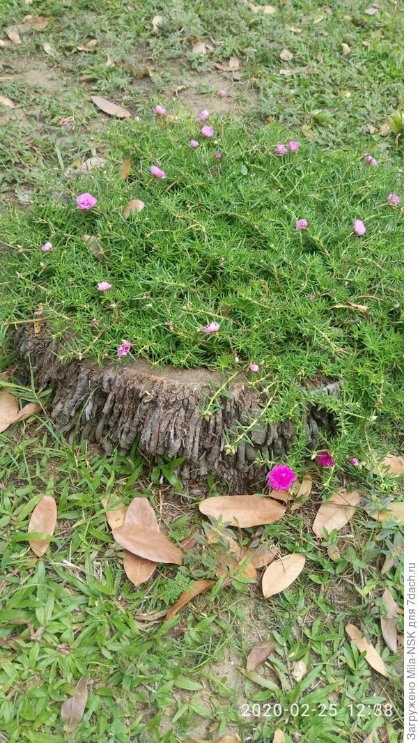 необычная клумба в старом пне