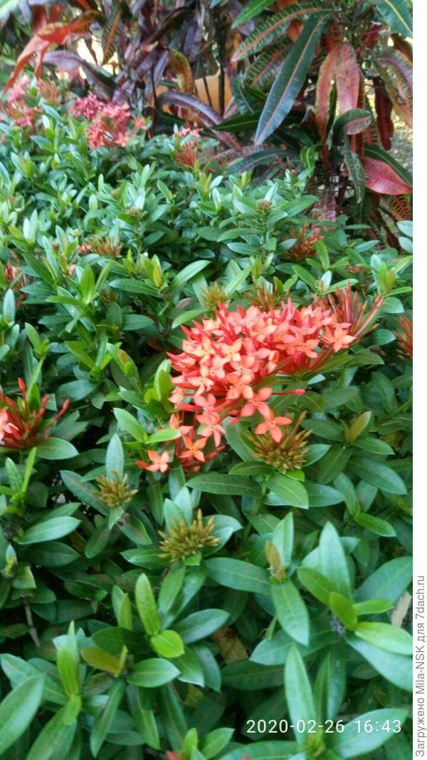 как предыдущий, но красненький