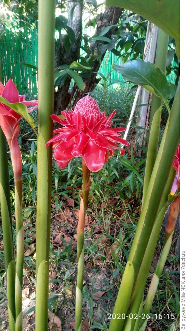 очень интересный цветок, я думала, что он искусственный. Оказалось, что живой.