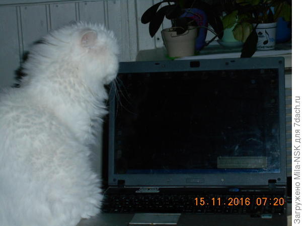 Беляш не читатель, Беляш - обозреатель!