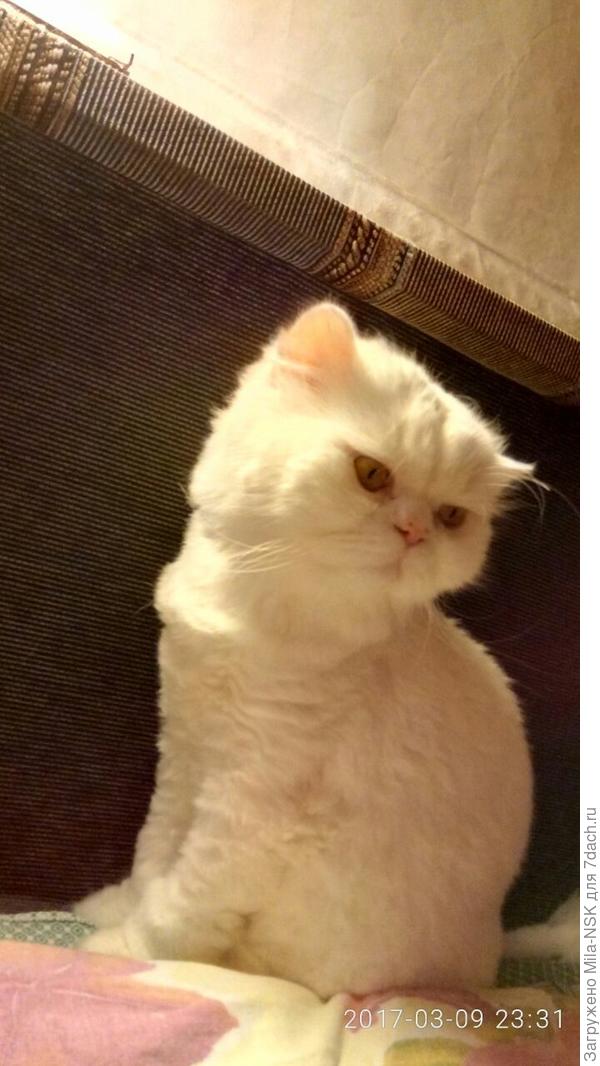 "Хозяйка, долго еще дрыхнуть будешь? На работу пора!"