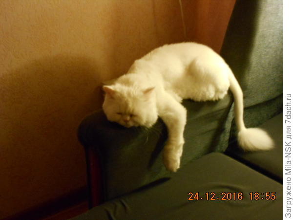 Любимая поза