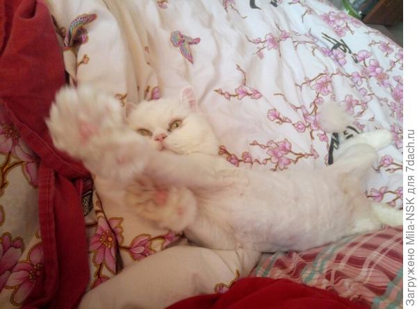 "Ну погладь меня!"