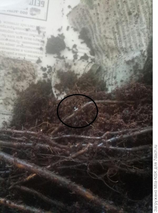 кружочком обведен всасывающий корешок