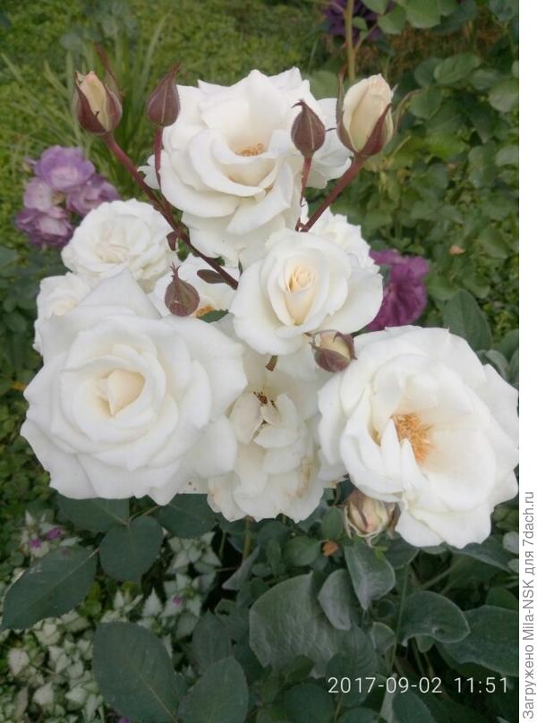 Белоснежка с чистецом