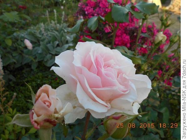 Иоган Штраус и малиновый флокс