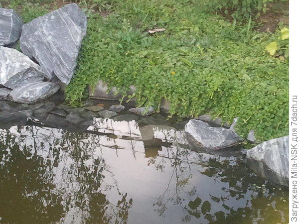Водоем сделан в мае 2014. С этой стороны пленку скрыть камнями не получилось. Но высаженный по берегу вербейник монетчатый за полтора сезона практически закрыл ее собой. А в 2016 г. она уже полностью была затянута вербейиком.