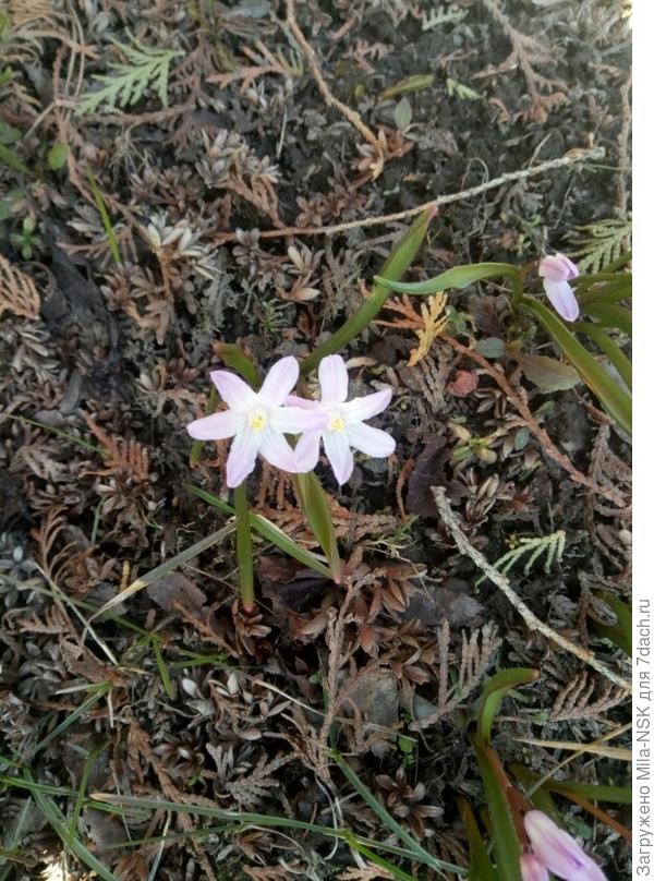 Первые цветочки