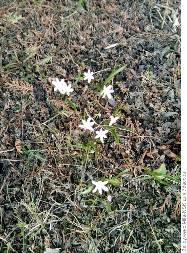 солнышко пригрело, и к вечеру расцвела вся дружная семейка