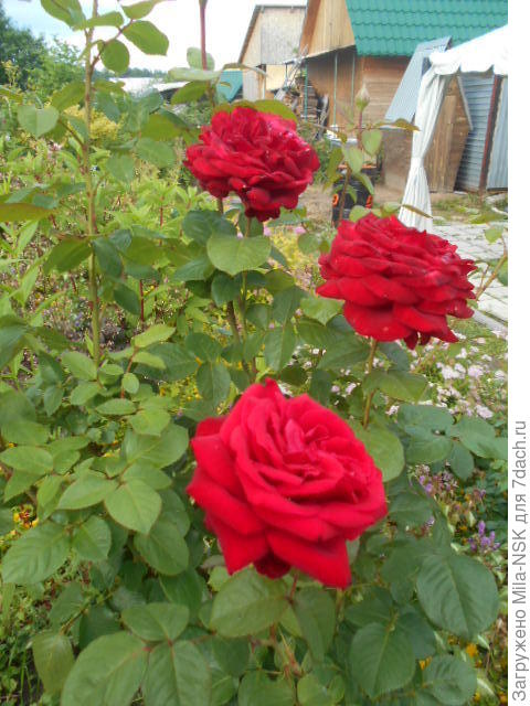 Бургунд, куст