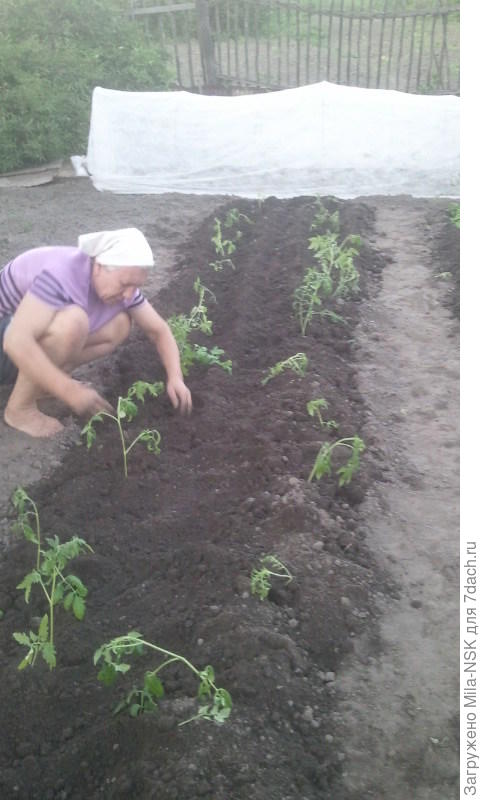 закопали, делаем гребни... между ними траншейка, куда поливать будем