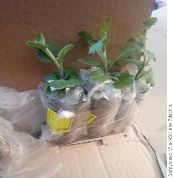 Каждая хризочка вложена в п/эт.пакетик, концы которого закручены и обернуты вокруг стаканчика. Между собой стаканчики склеены скотчем.