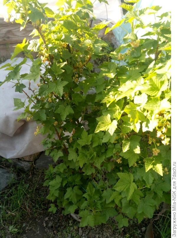 Смородина цветет одновременно с жимолостью...