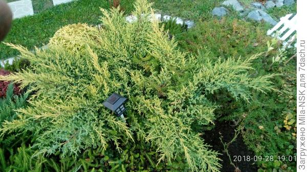 Это он в сентябре 2018 г. до болезни...