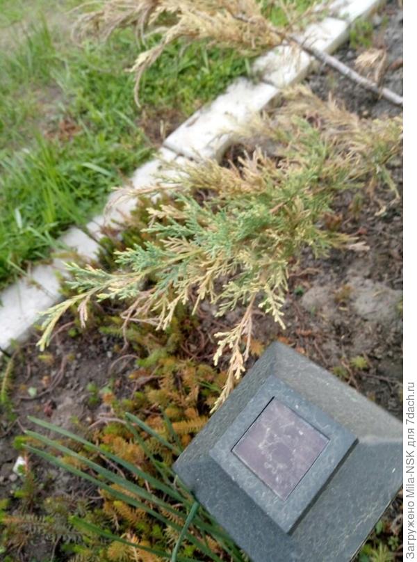 Самый крупный зеленый побег из всего куста