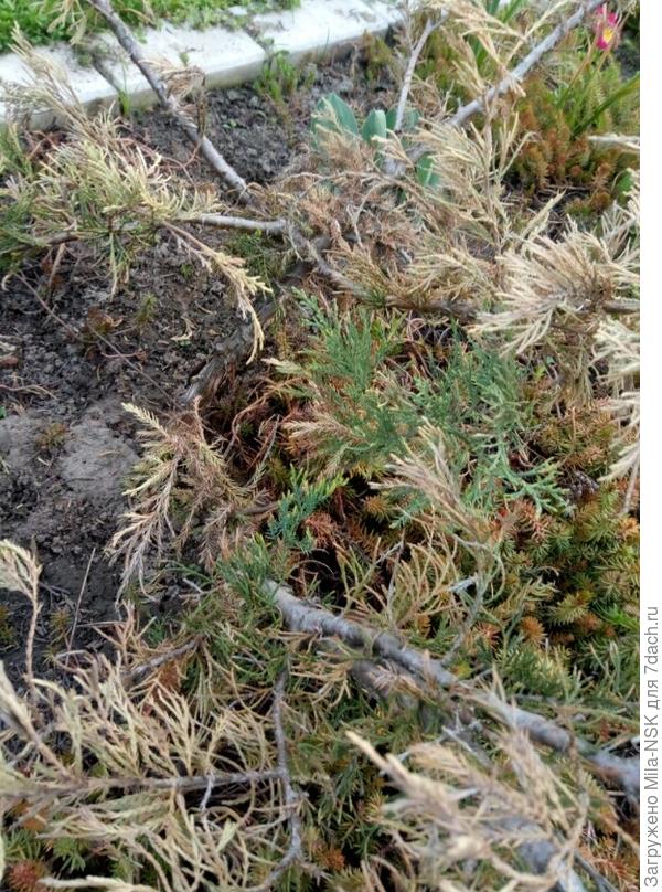 Маленькие зеленые веточки в середине куста