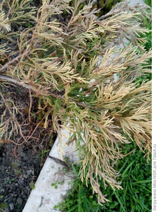 Еще несколько зеленых веточек