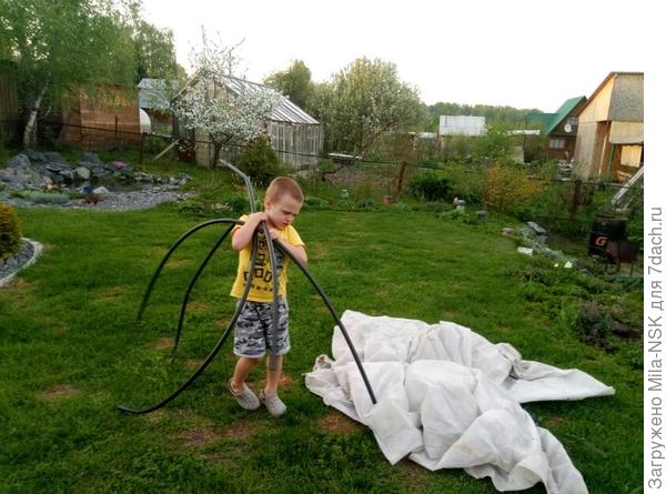 Это внук мне помогает собрать укрывашку для черенков хризантем.