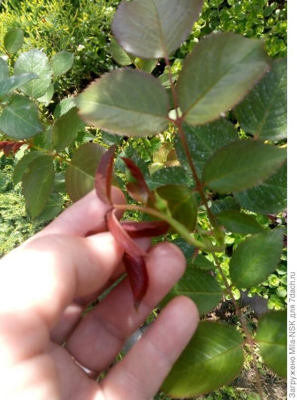 и это 18 мая!