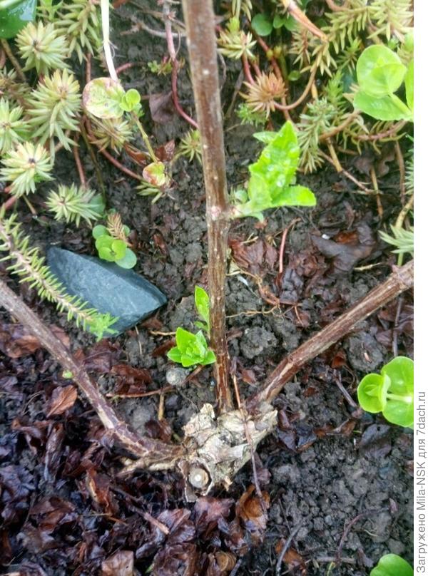 На средней начали отрастать внизу хорошие побеги: