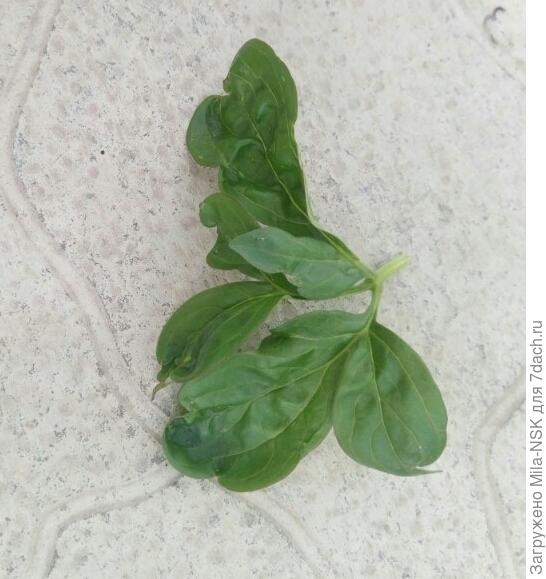 деформированный лист