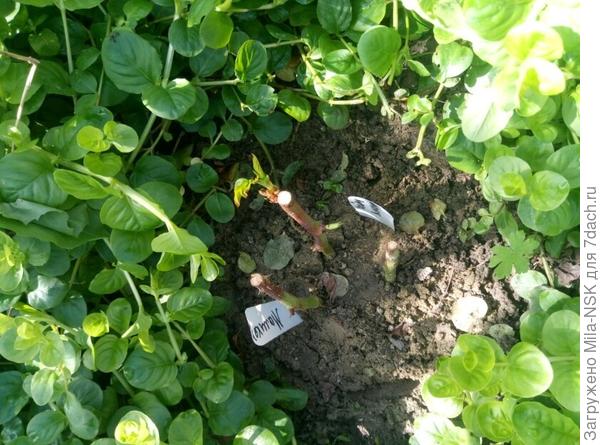 подрастает сынок Франта кучерявого...