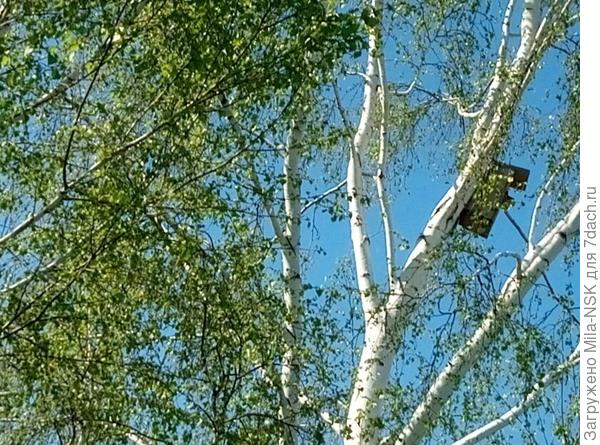 на березке роддом для птичек...