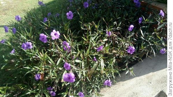 Сеем-сеем, посеваем, весь Вьетнам мы украшаем...