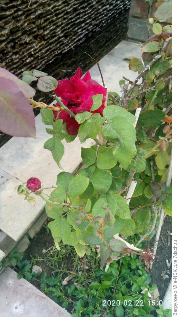 Розочка еще только привыкает к тамошнему климату...