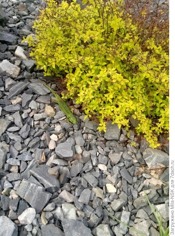 в камушках для ящерок...