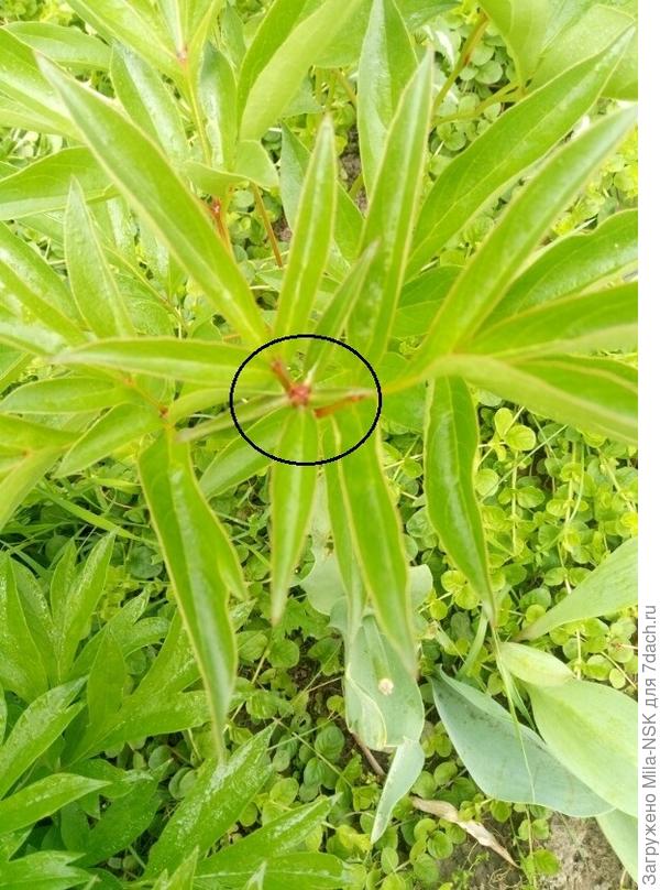 Кружочком обвела