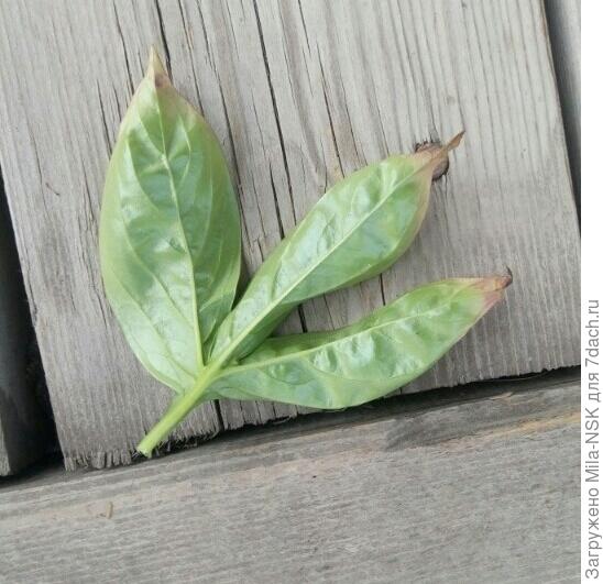 оборотная сторона