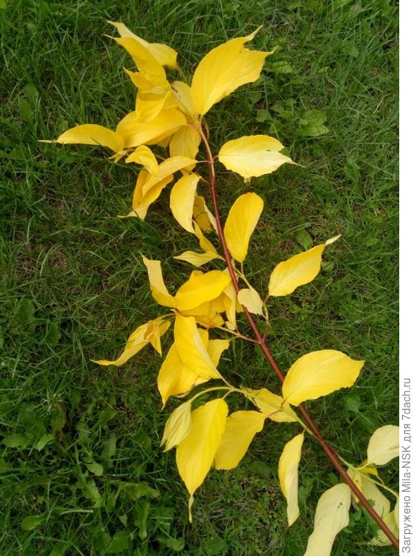 Реверсная ветка