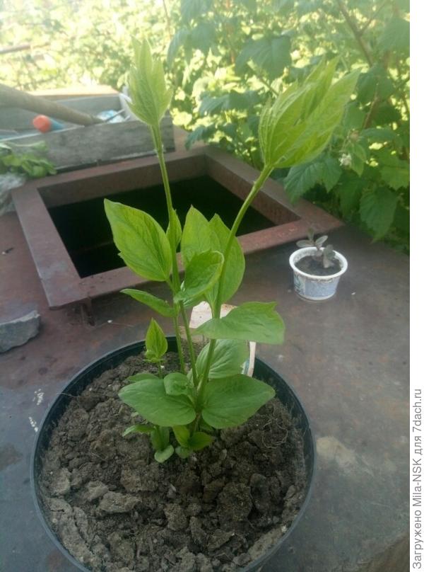 По всем признакам клематис! Еще бы знать какой сорт... Да к какой группе обрезки относится.