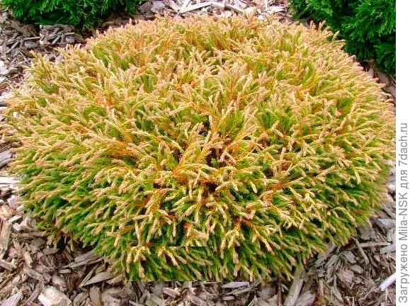 туя Голден таффет