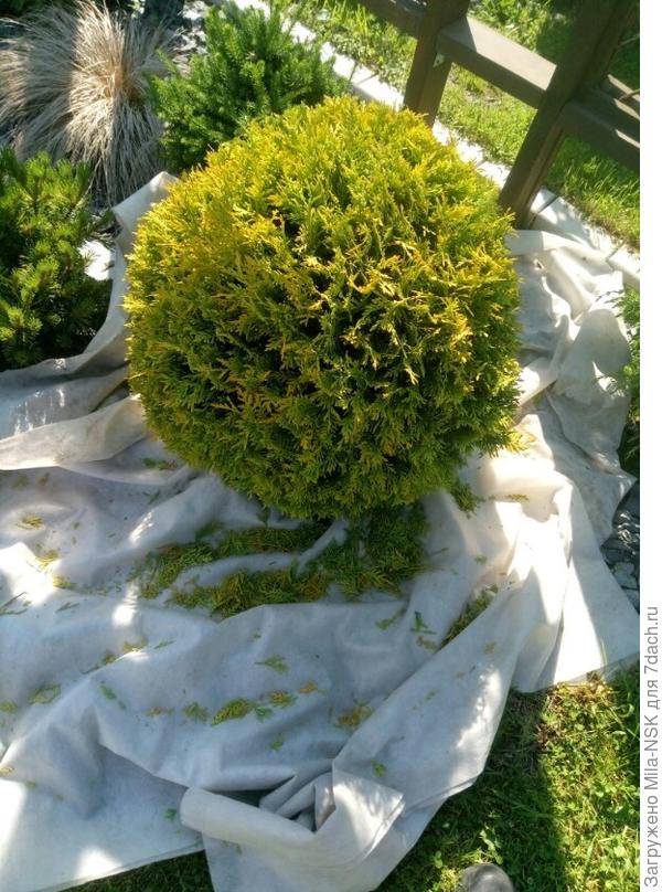 Голден глоуб после стрижки. Ей  уже 8 лет.