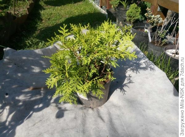 Даника до стрижки (растрепка) - у меня она третий сезон. Две зимы зимовала в прикопе в горшке.