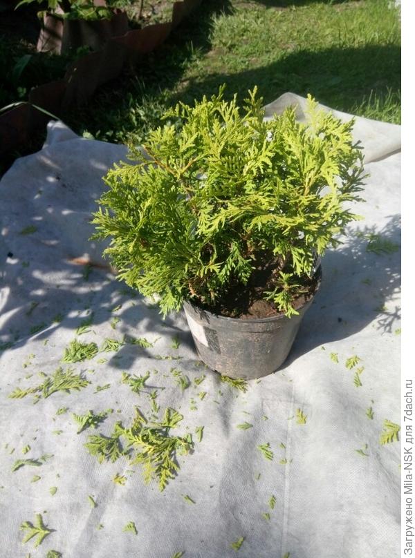 Даника после стрижки