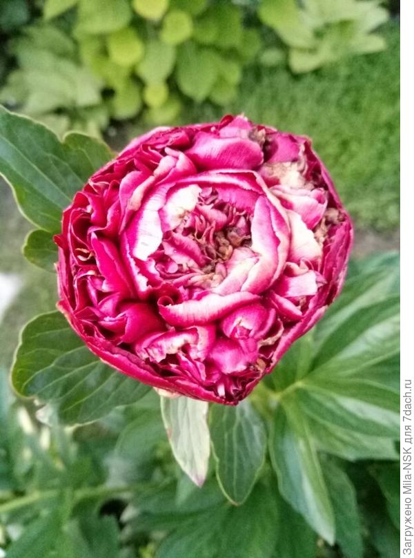 Еще такой есть