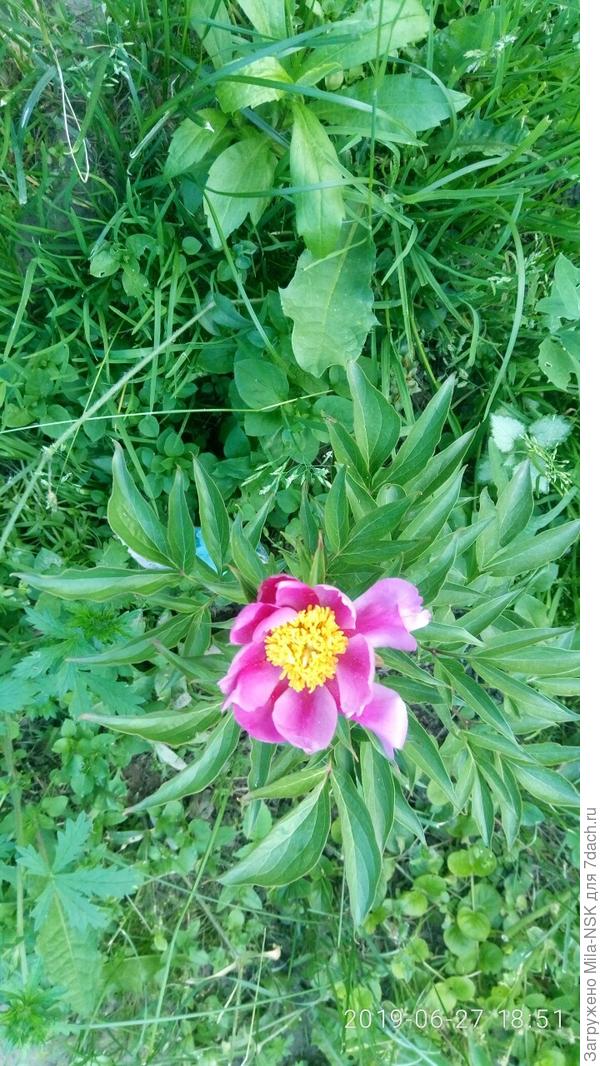 Китайский &quot;подарок&quot;