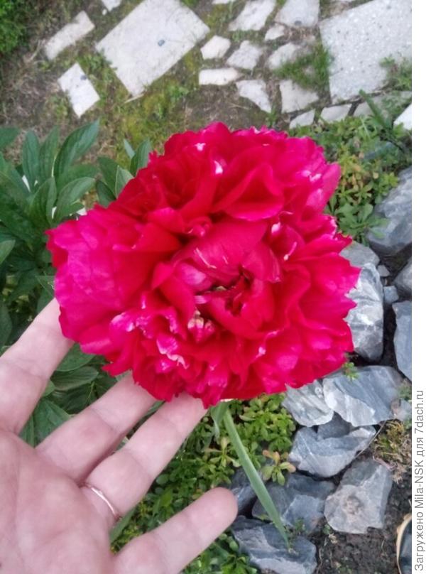 Вишневый пион. На самом деле он темнее, т.к. телефон не передает правильно цвет.