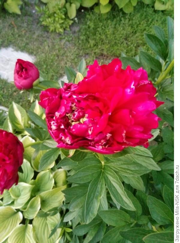 Деформированный цветок