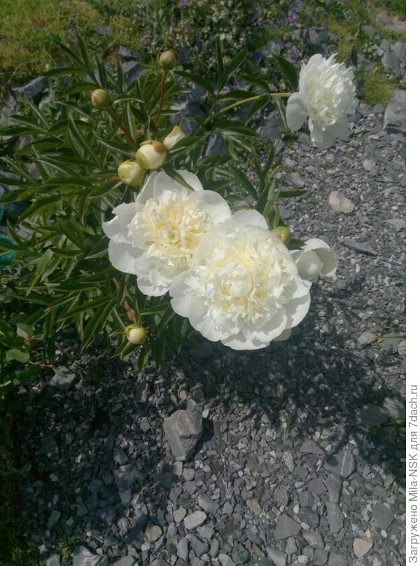 Бридал Айсинг