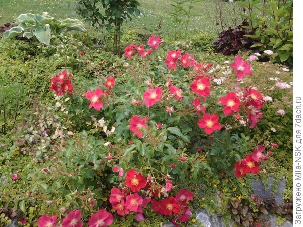 Пурпл Хёйниз