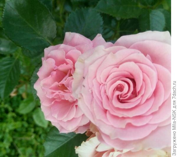 А здесь на правой розульке слева