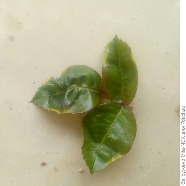 Лист поближе