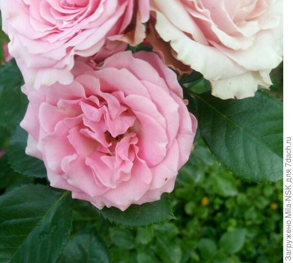 Внизу на лепестке черное пятнышко