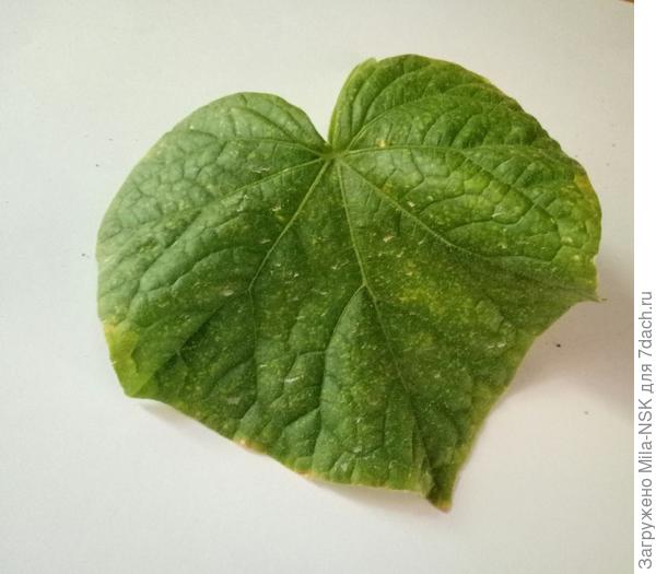 У меня вот такие листья